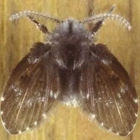 thumbnail for publication: Drain Fly Psychoda spp. (Insecta: Diptera: Psychodidae)